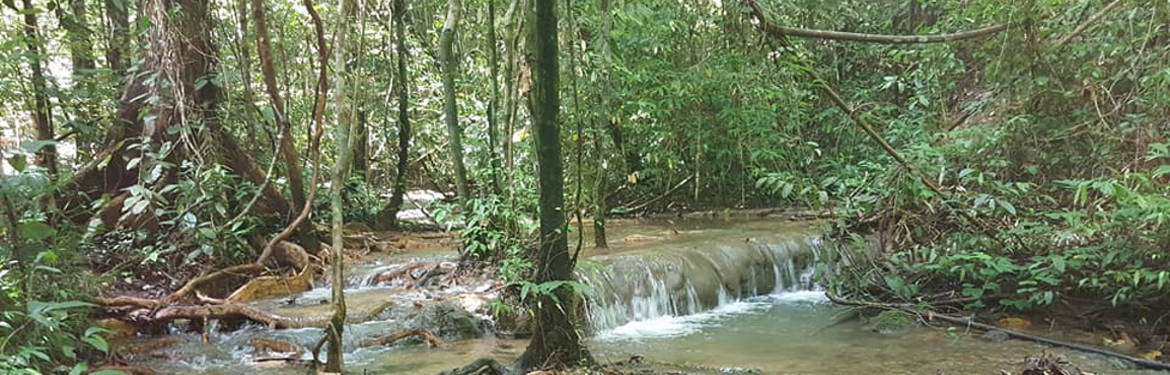 Khao Sok Jungle Trek