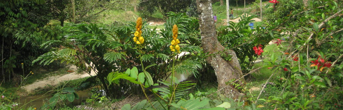 Flowers and fruit depending on the season