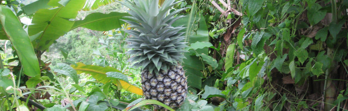 Pinapple & Bananas growing along the way 