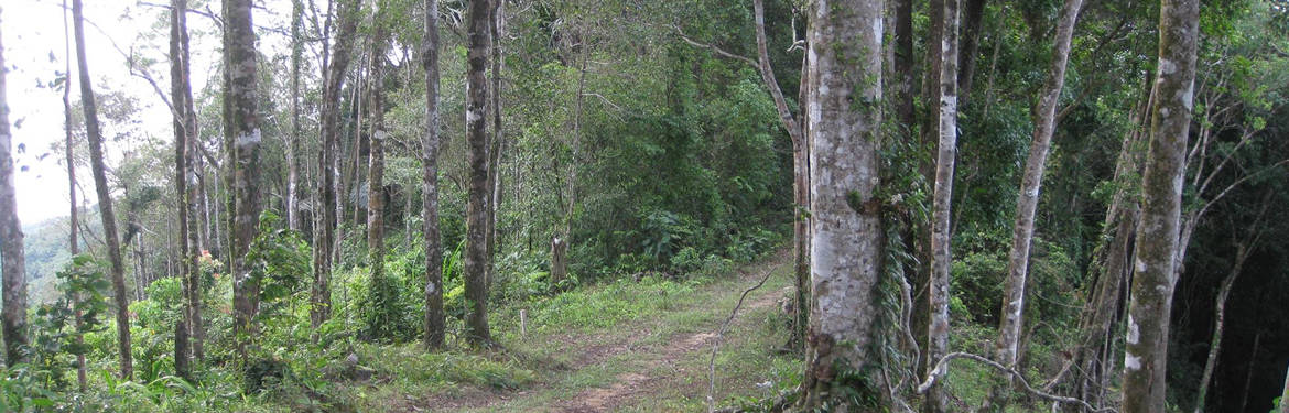 Hiking on top of Samui!