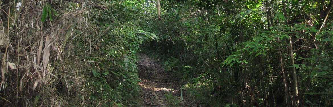 Small jungle trail - Mountain Ridge Trek