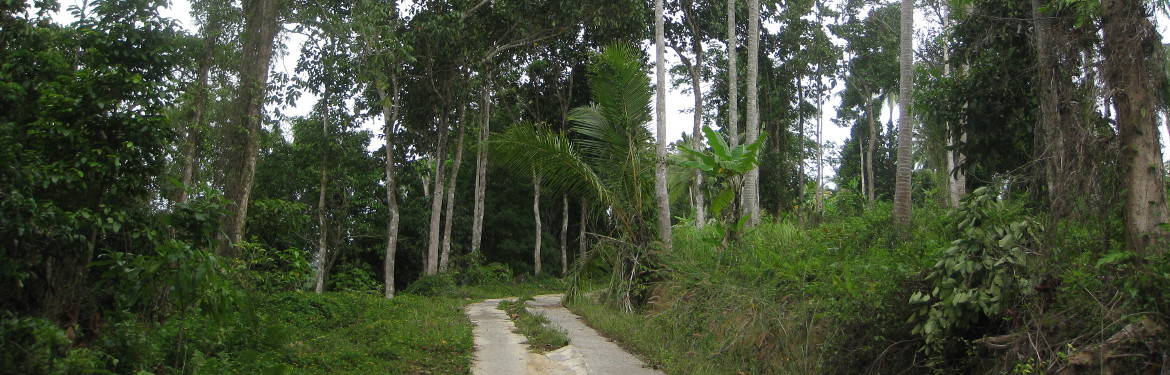 Trough lush green forests ..