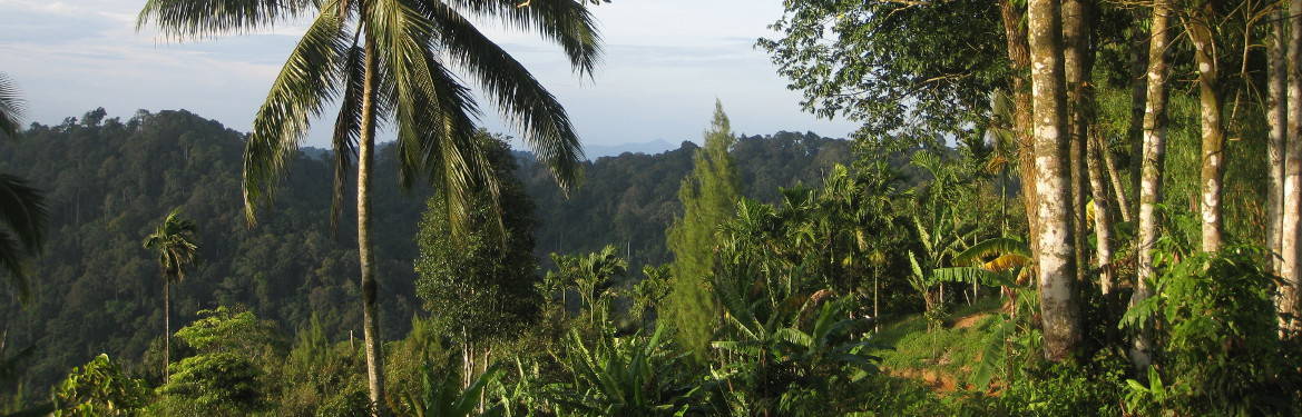 View towards the north side of Samui - Lipa Noi Treks (+2 hours)
