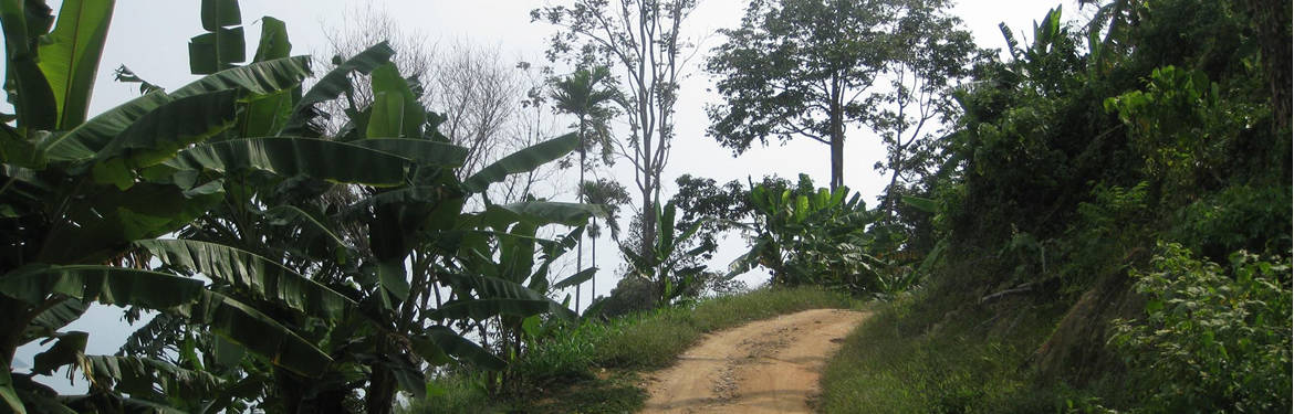 On the old trails of Koh Samui.