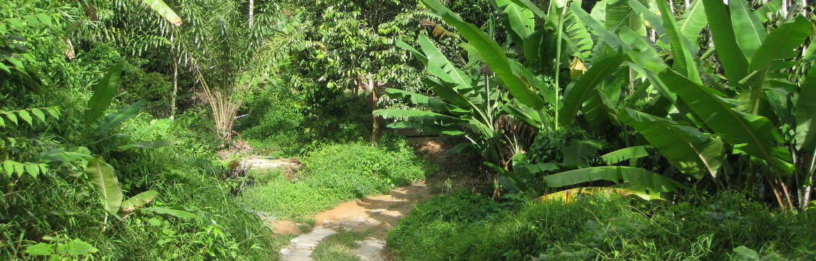 Hiking through the middle of Samui.