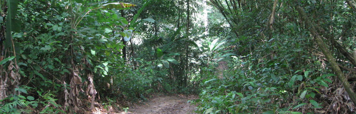 On the Lipa Noi Ridge around the valley through old forests.